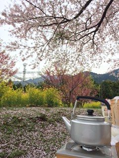 関川の桜